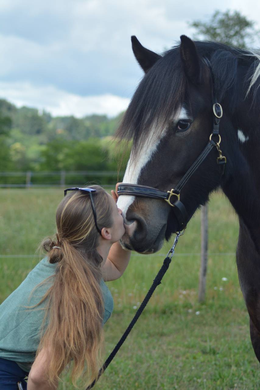 Hongre Irish Cob 5 ans