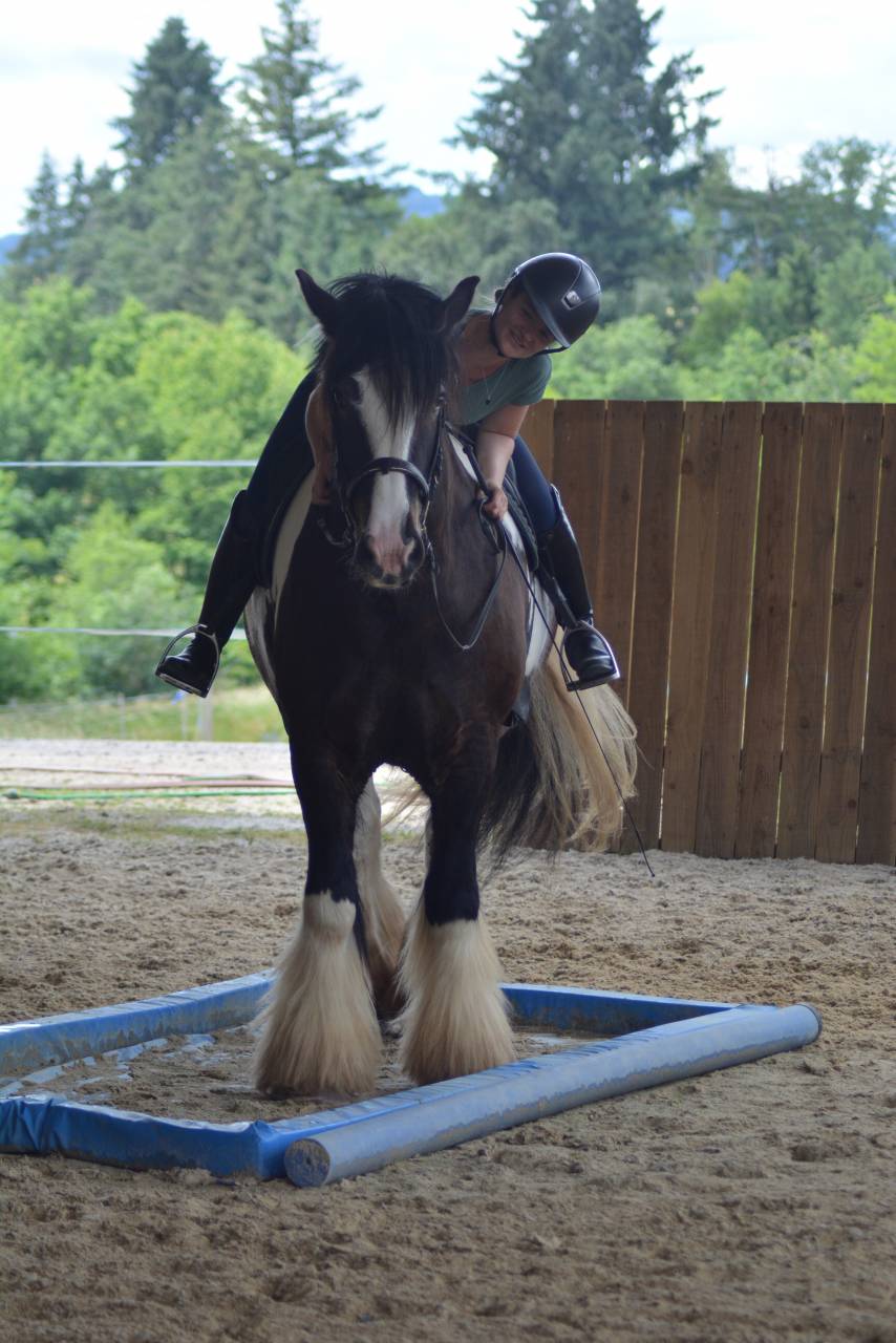 Hongre Irish Cob 5 ans