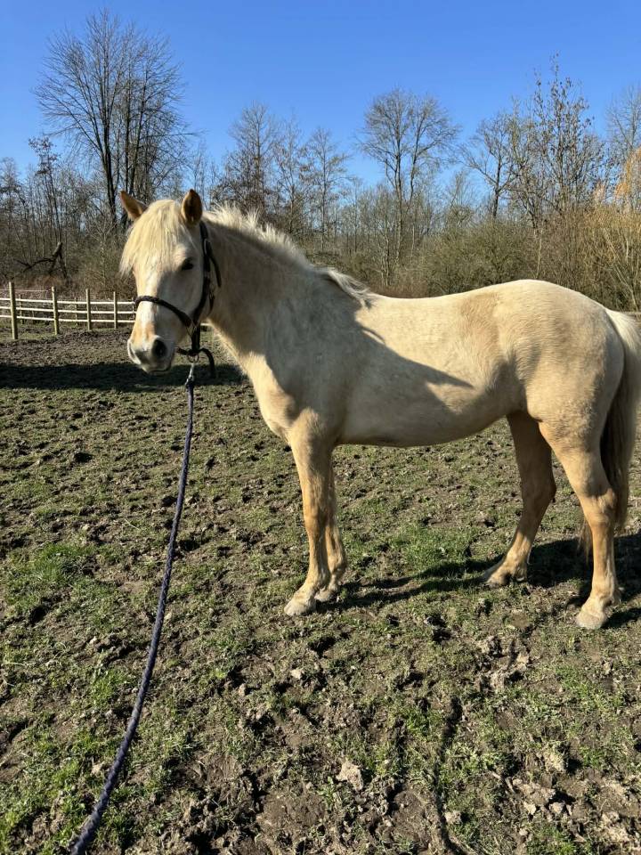 Ponette 2 ans 