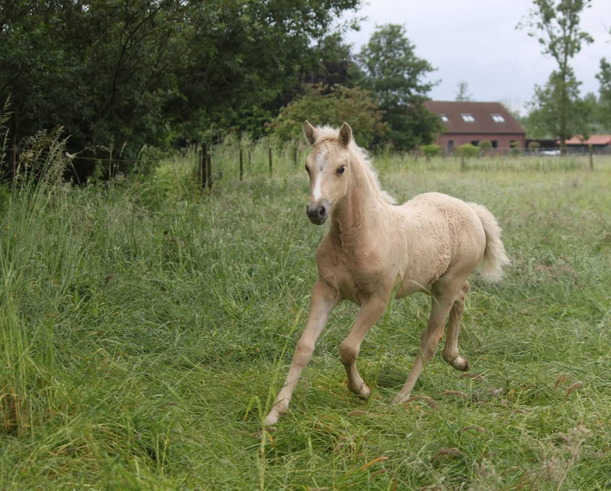 Ponette 2 ans 