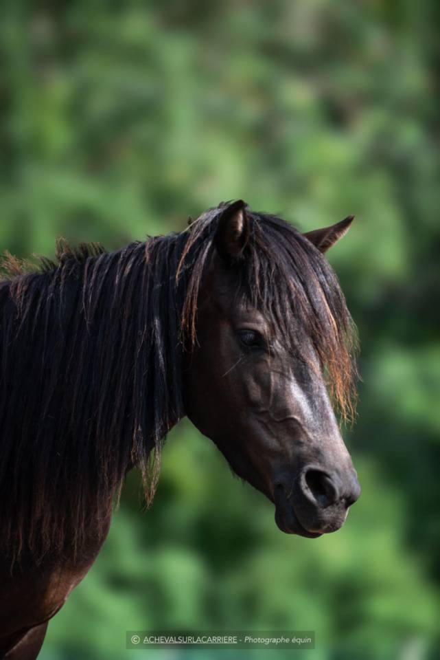 Ponette pfs D 