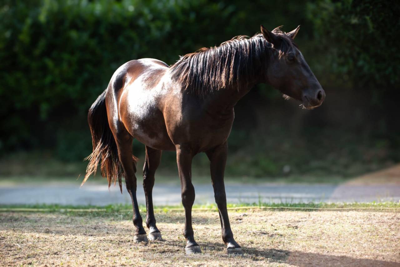 Ponette pfs D 