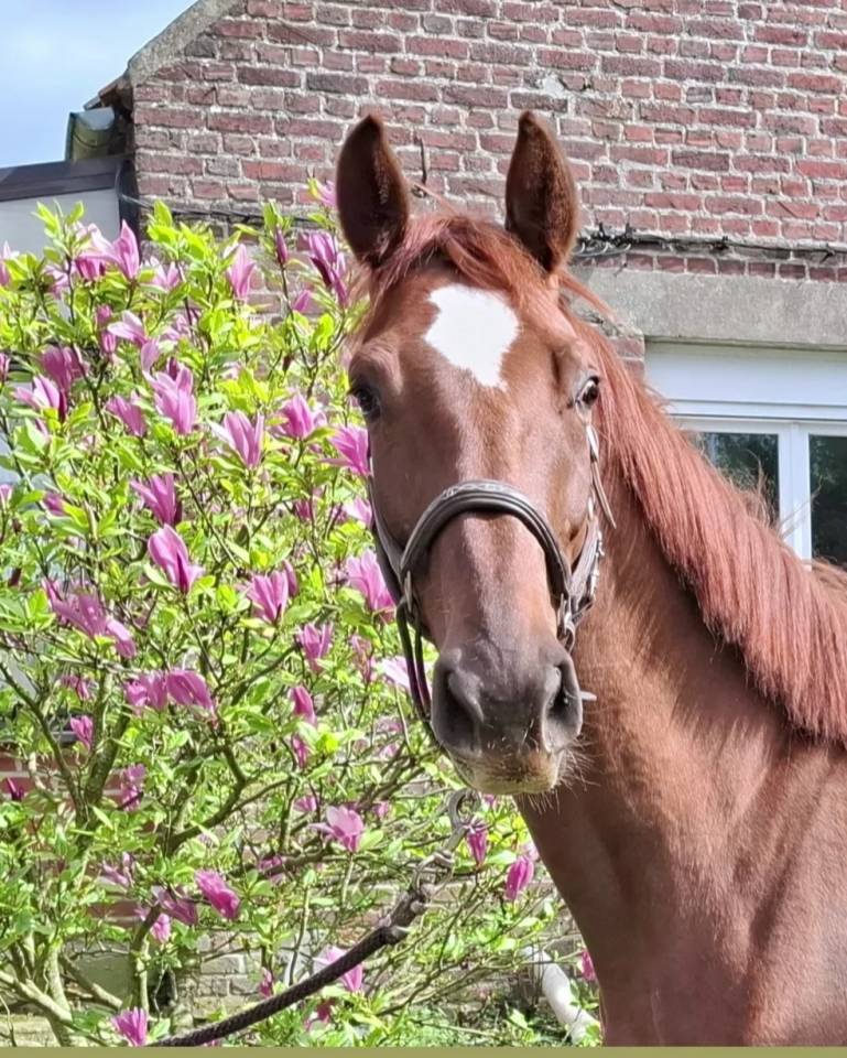 Cheval 3 ans 