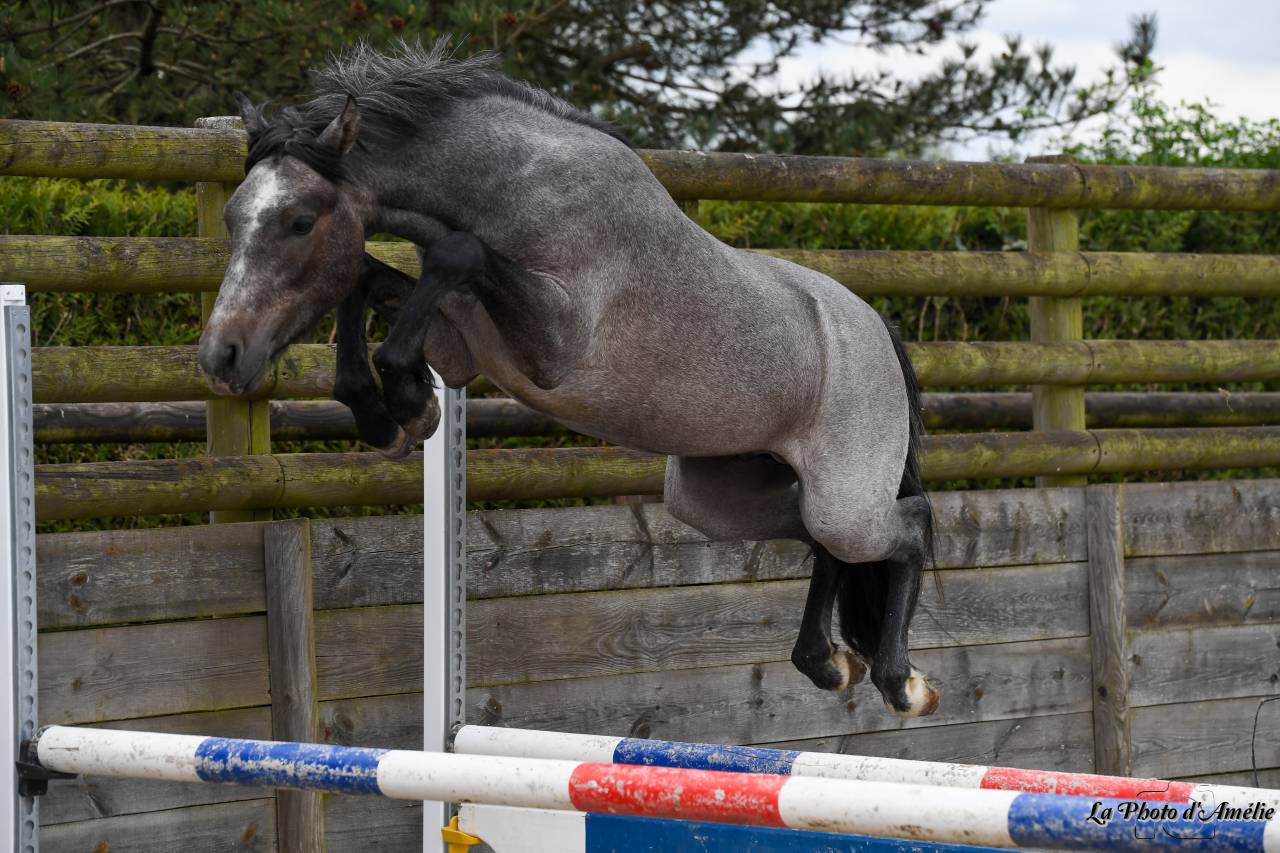 Poney 3ans 
