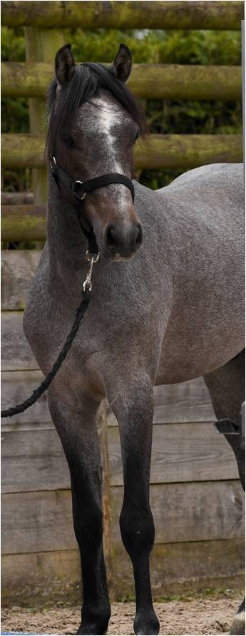 Poney 3ans 