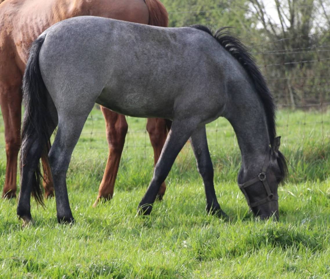 Poney 3ans 