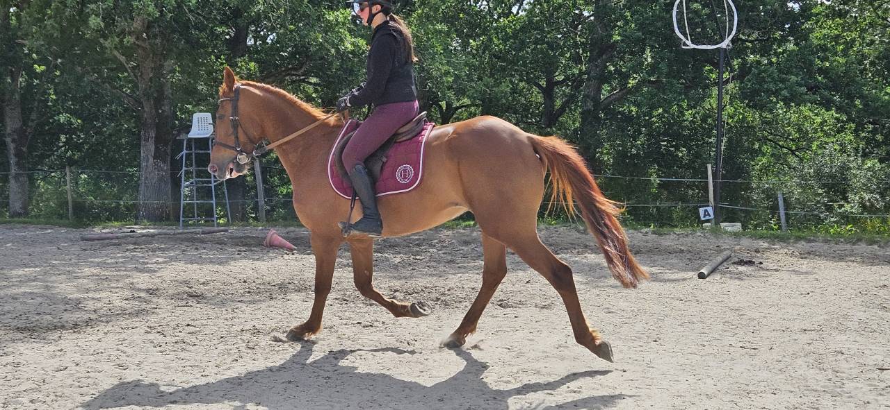 Hongre alezan 4 ans 
