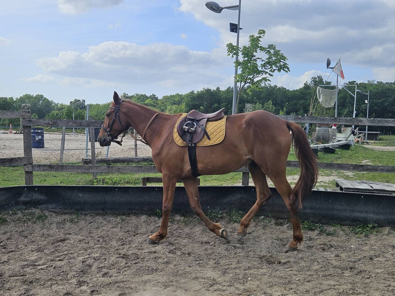 Hongre alezan 4 ans 