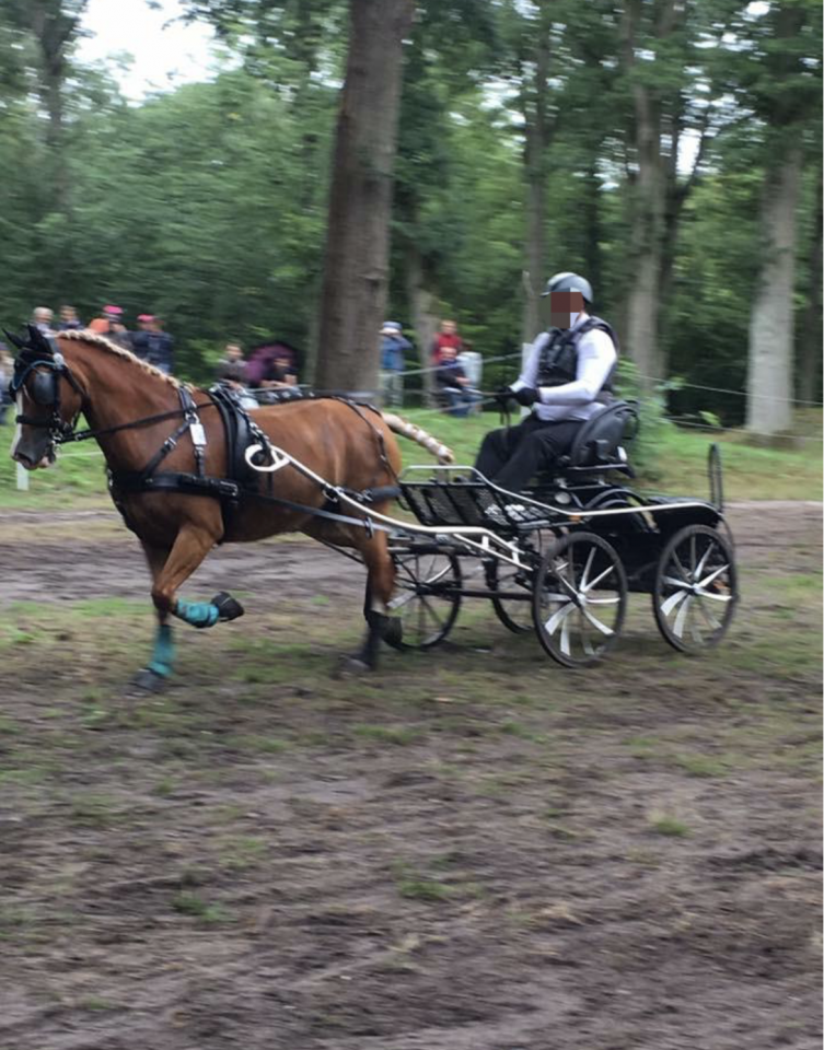 Jument Welsh Cob PP de 15 ans 