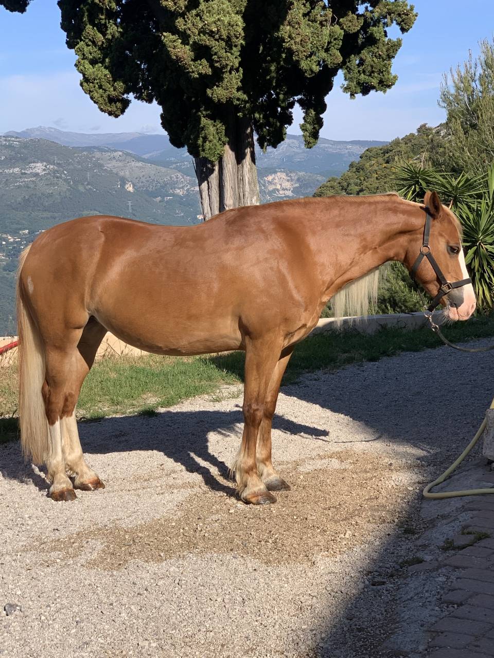 Jument Welsh Cob PP de 15 ans 