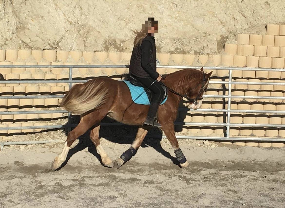 Jument Welsh Cob PP de 15 ans 