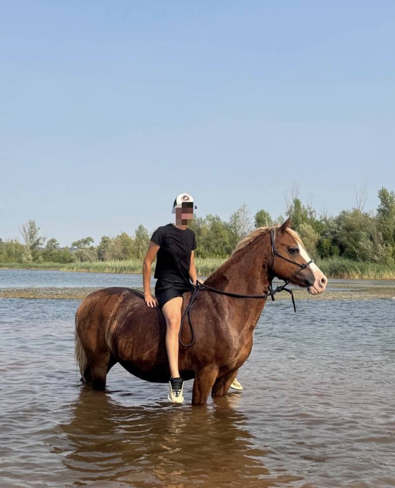 Jument Welsh Cob PP de 15 ans 