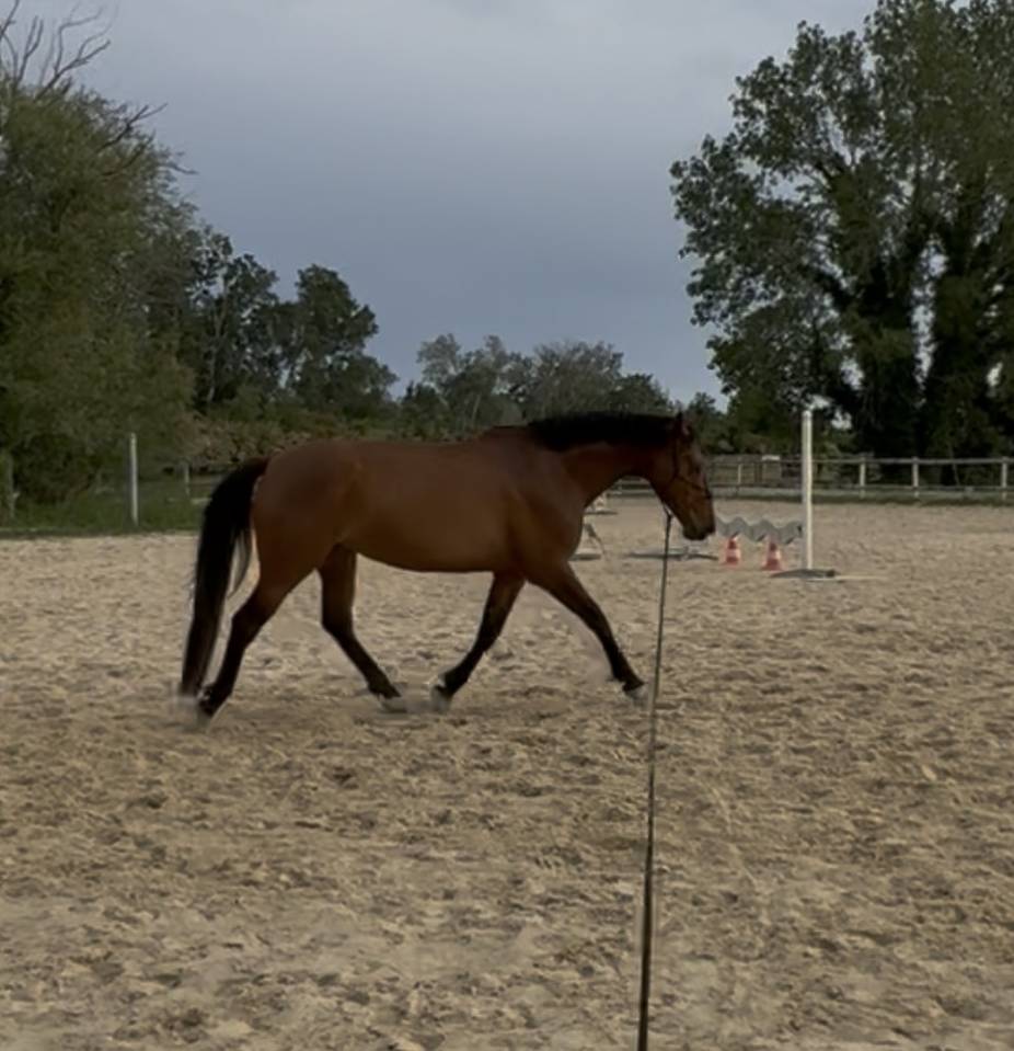 Jument Oldenburg PP 5 ans 