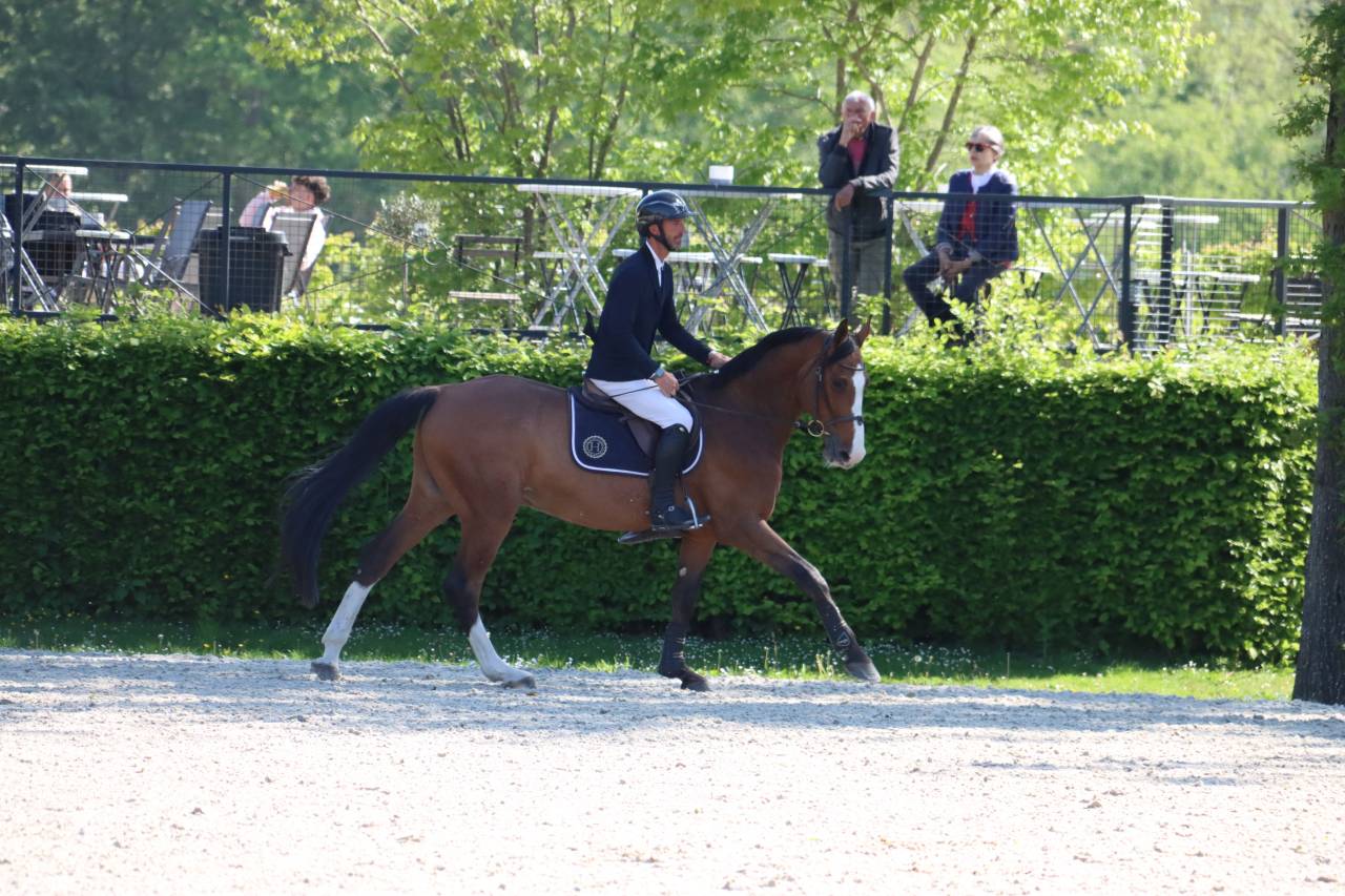 Hongre selle fran&ccedil;ais de 10 ans &agrave; vendre 