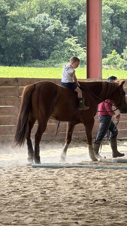 Vend quarter horse de reining