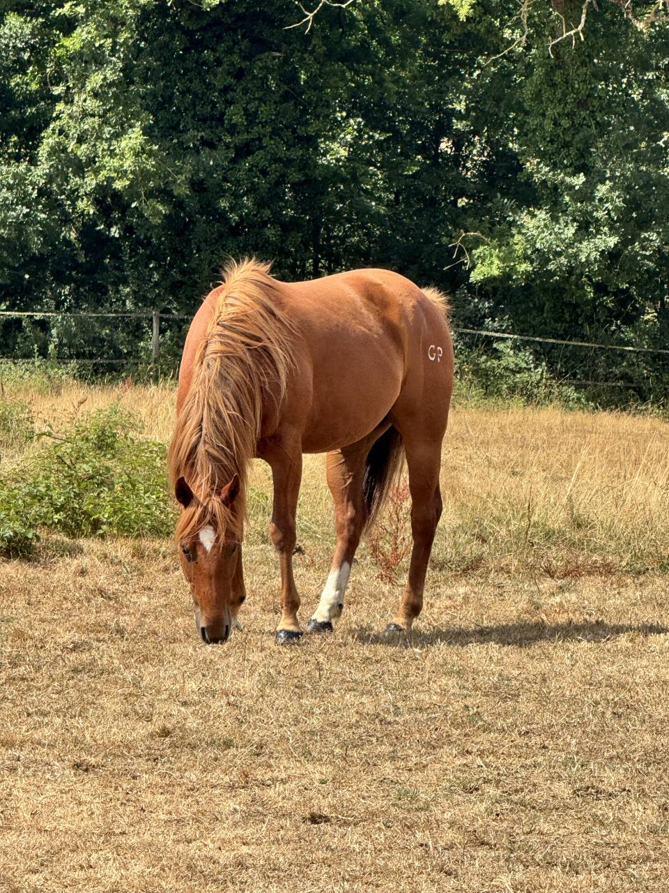 Vend quarter horse de reining