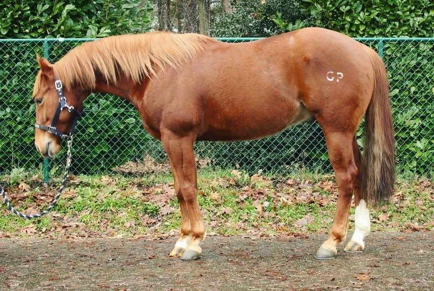 Vend quarter horse de reining