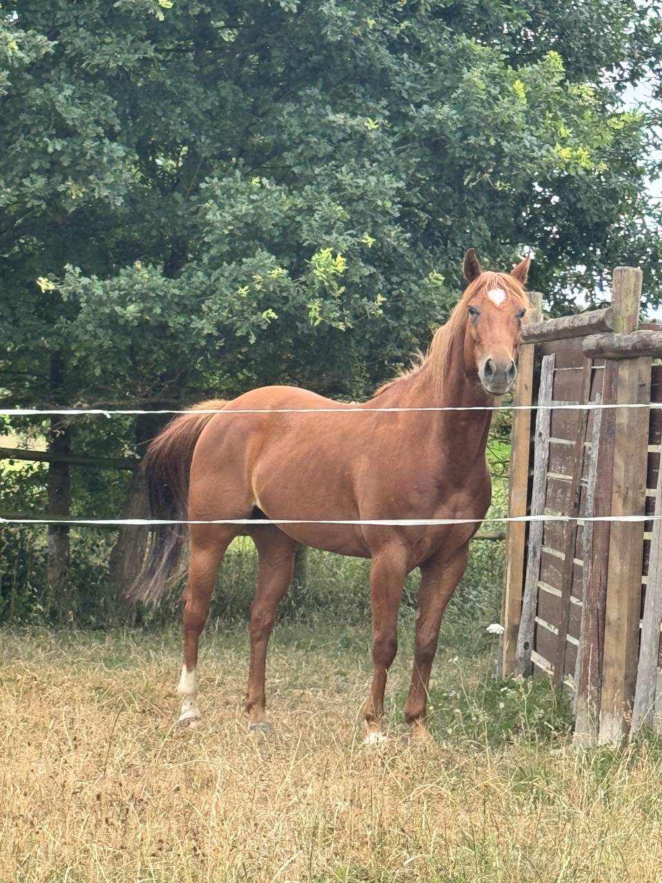 Vend quarter horse de reining
