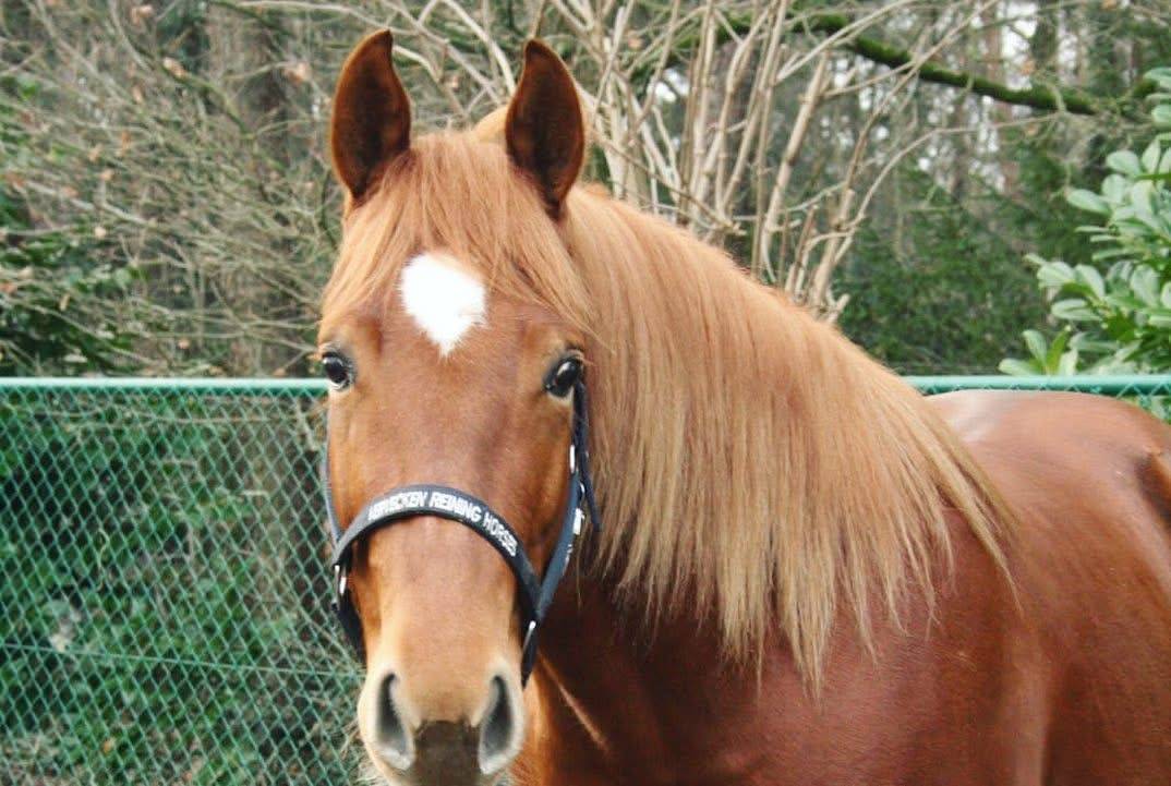 Vend quarter horse de reining