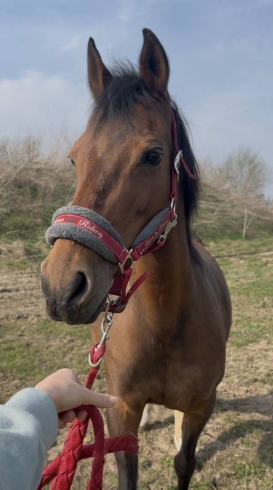 Recherche famille de c&oelig;ur pour Mariska