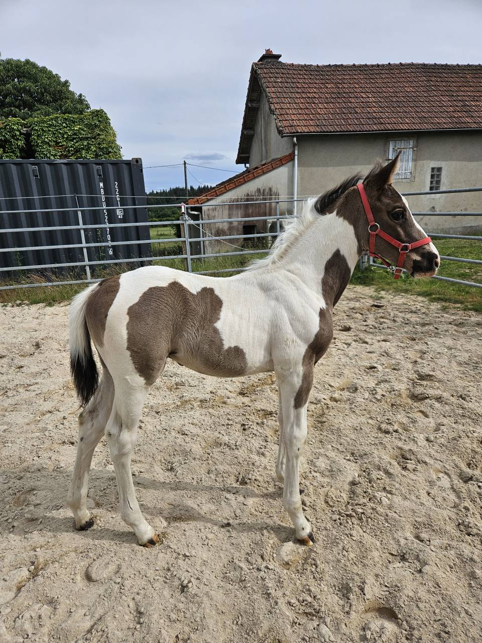 Poulain m&acirc;le Z pour sport