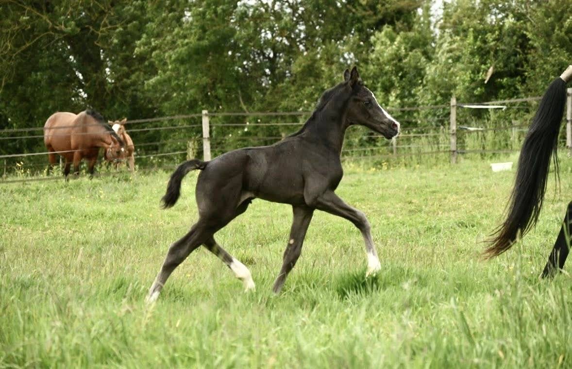 Poulain m&acirc;le 2026 &mdash; Springbank II VH x Negro x Gribaldi
