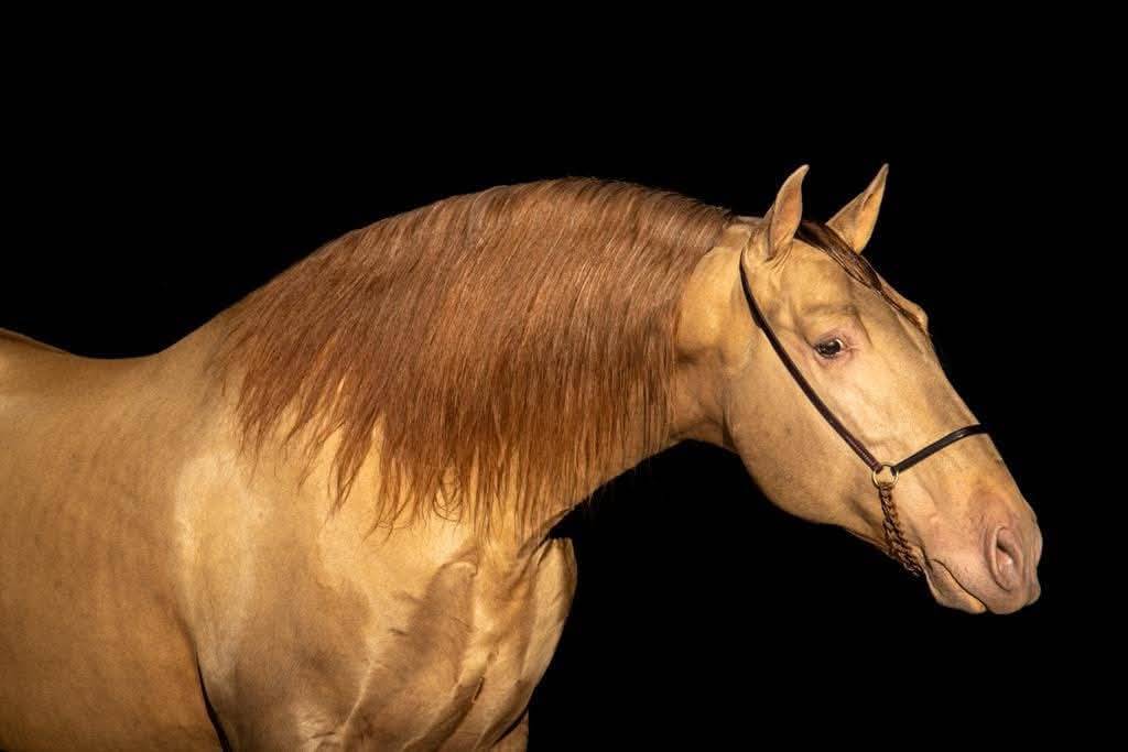 Hongre Pur Race Espagnol 2 ans