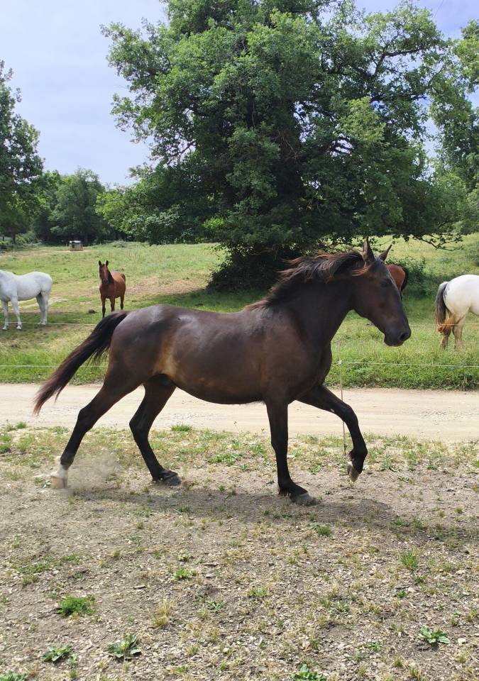 Hongre Pur Race Espagnol 2 ans