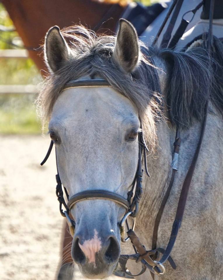 Ponette D 7 ans - pour AS2