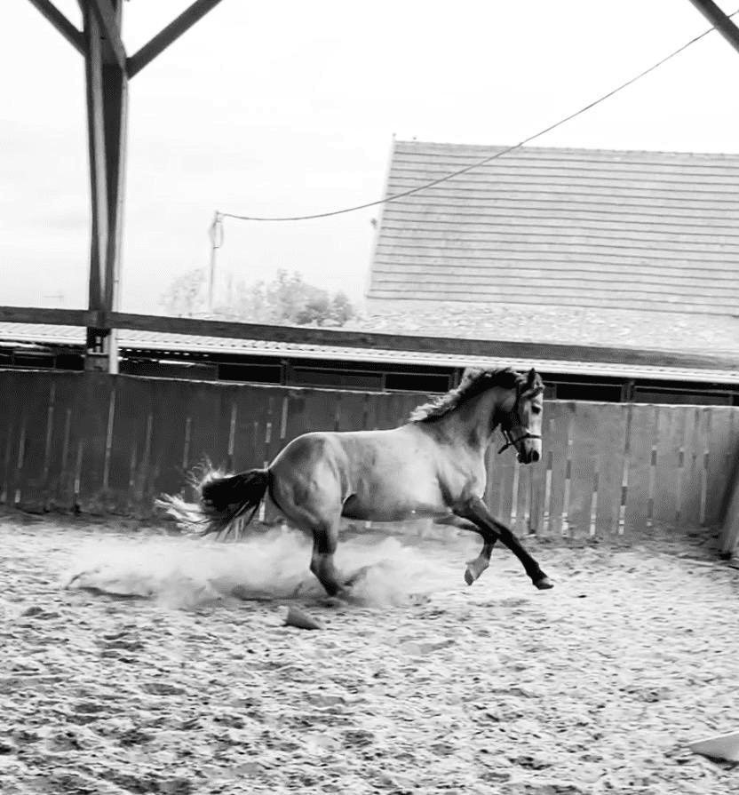 Ponette pp Connemara 