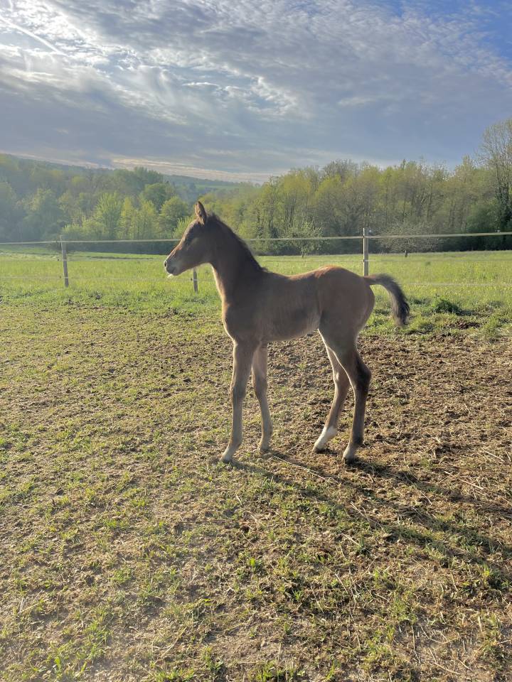 Chic foal par Clarimo 