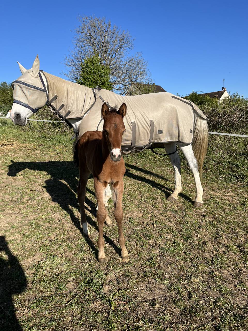 Chic foal par Clarimo 