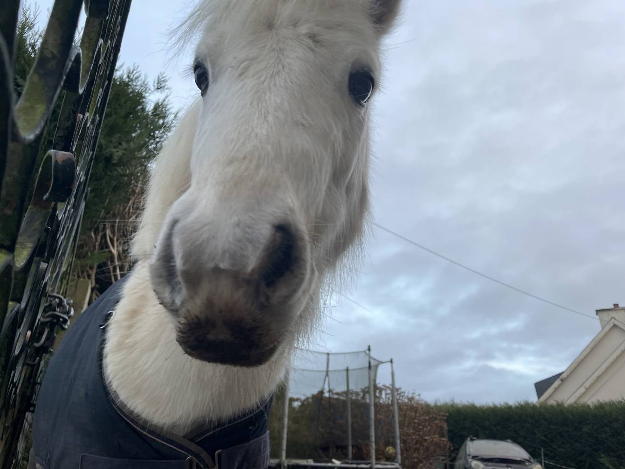 Poney A &agrave; louer 