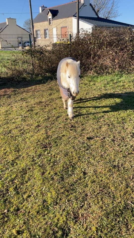Poney A &agrave; louer 