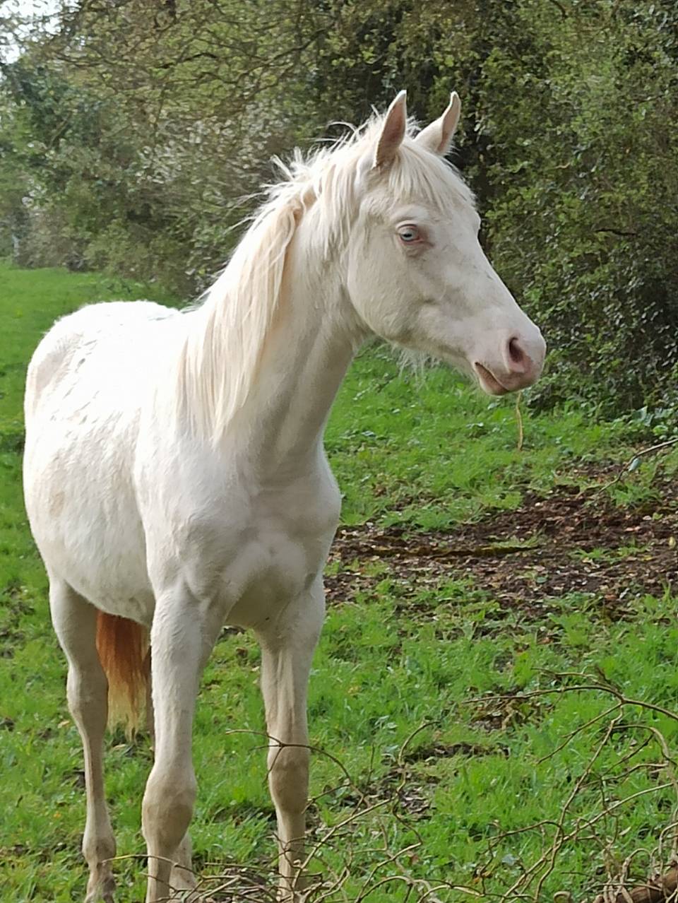 Poulain 1an 