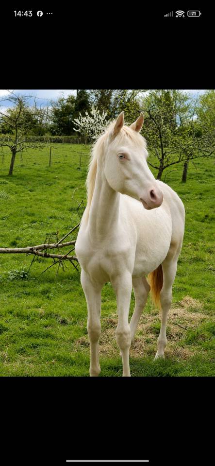 Poulain 1an 