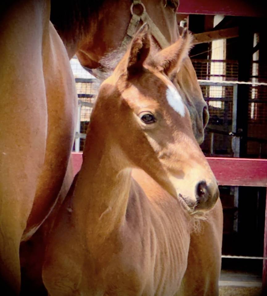 Chic pouliche Z Silvio x Tinka's Boy x Cassini II