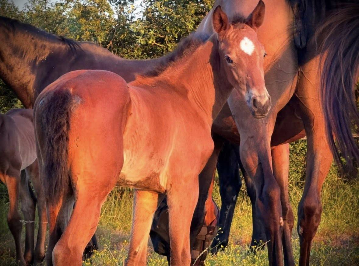 Chic pouliche Z Silvio x Tinka's Boy x Cassini II