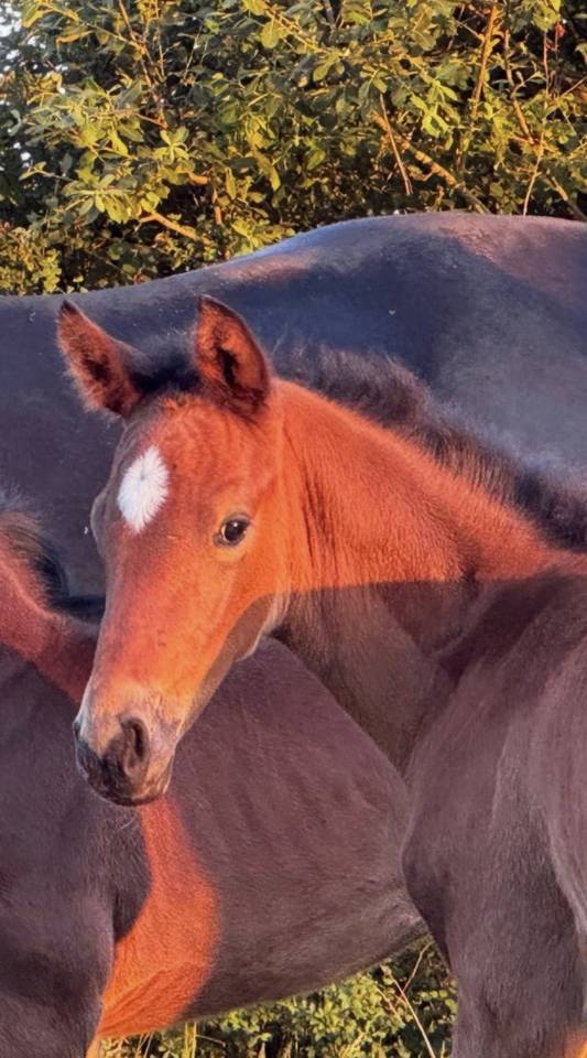Chic pouliche Z Silvio x Tinka's Boy x Cassini II