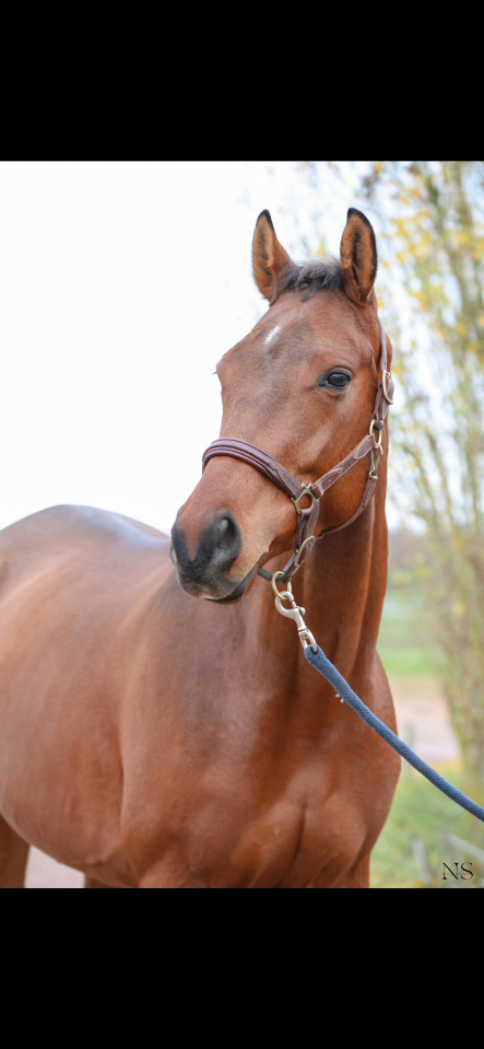 Av super cheval d&rsquo;amateurs