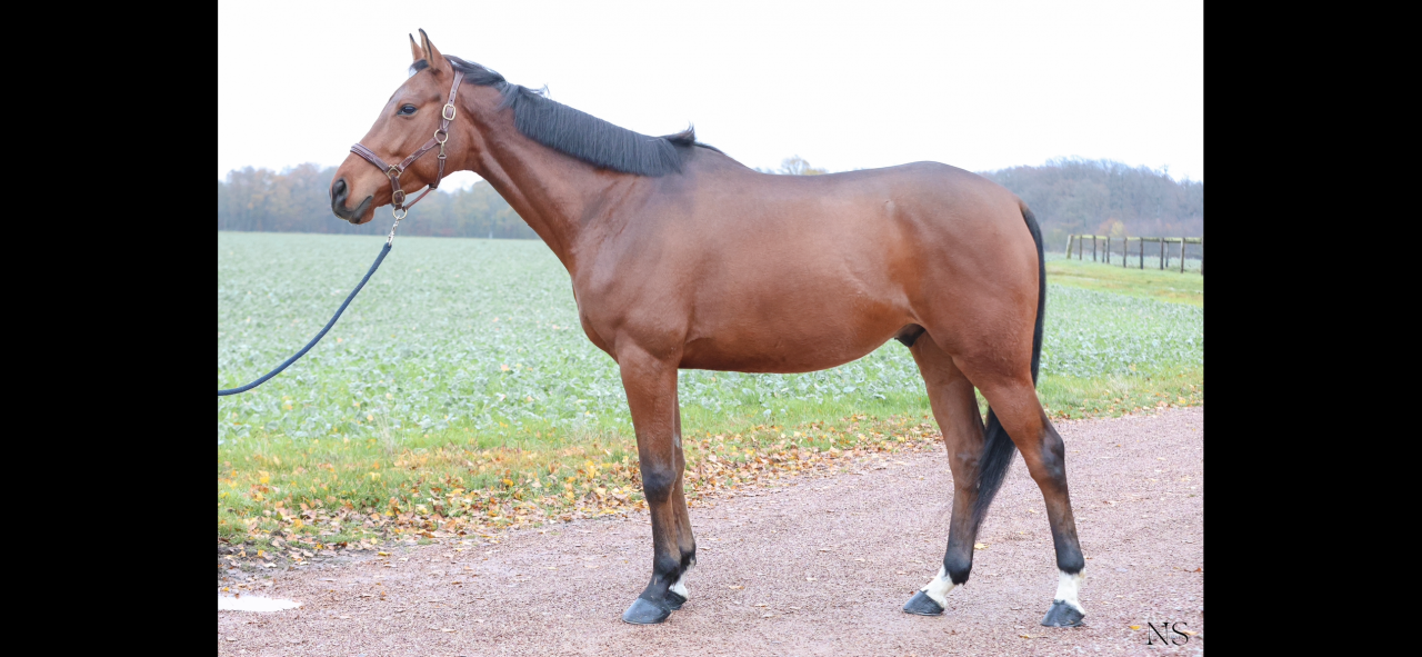 Av super cheval d&rsquo;amateurs