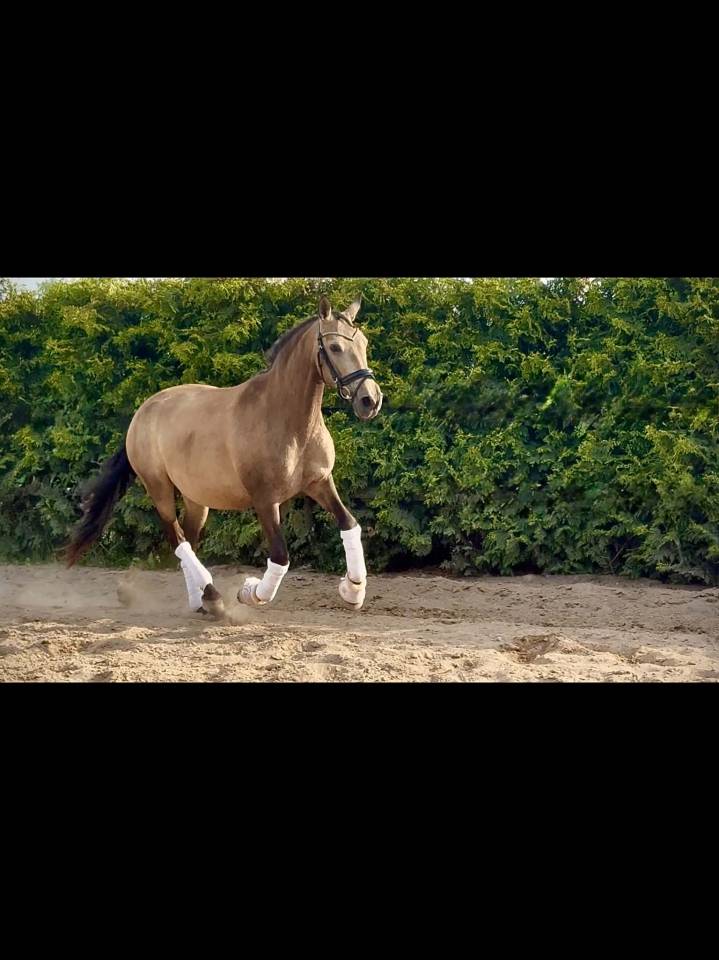PRE licensed mare (Paco Mart&iacute;/Yeguada Militar lines)