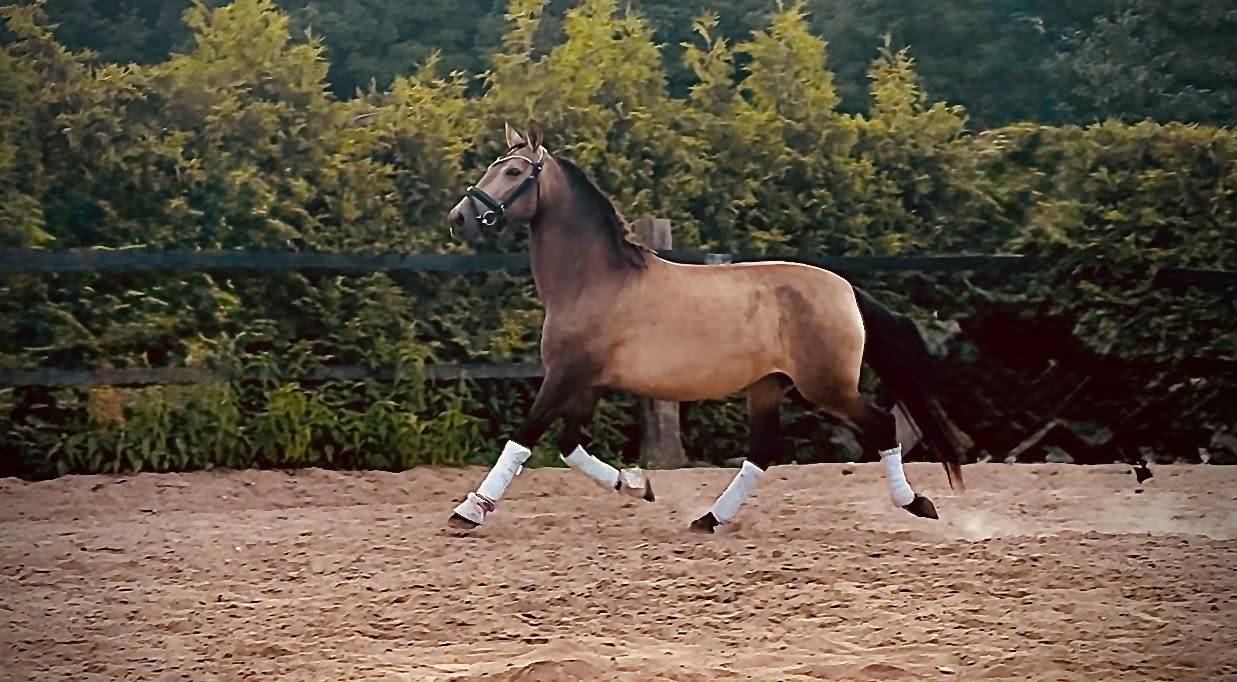 PRE licensed mare (Paco Mart&iacute;/Yeguada Militar lines)