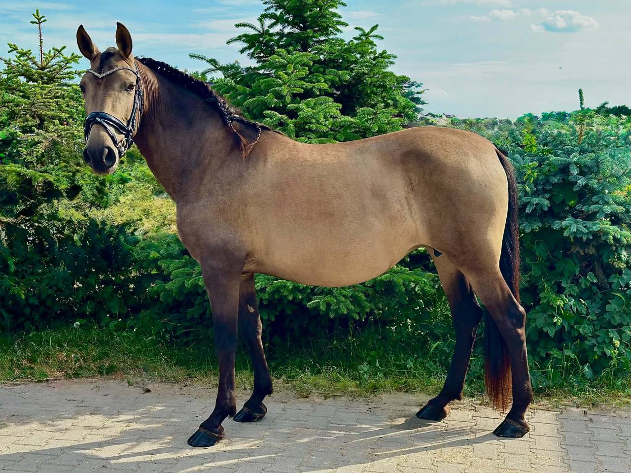 PRE licensed mare (Paco Mart&iacute;/Yeguada Militar lines)