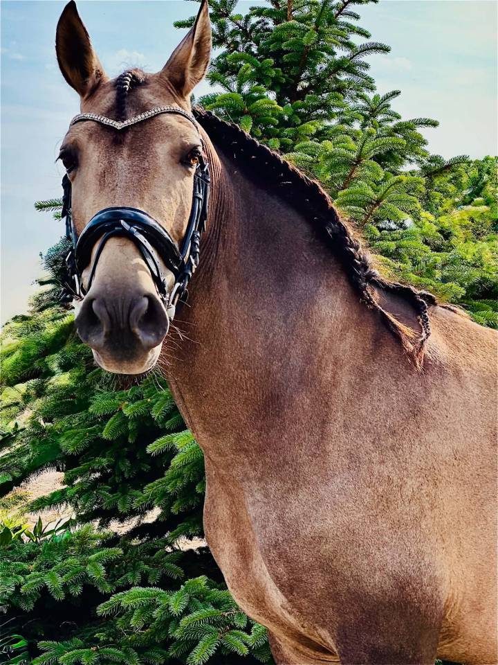 PRE licensed mare (Paco Mart&iacute;/Yeguada Militar lines)