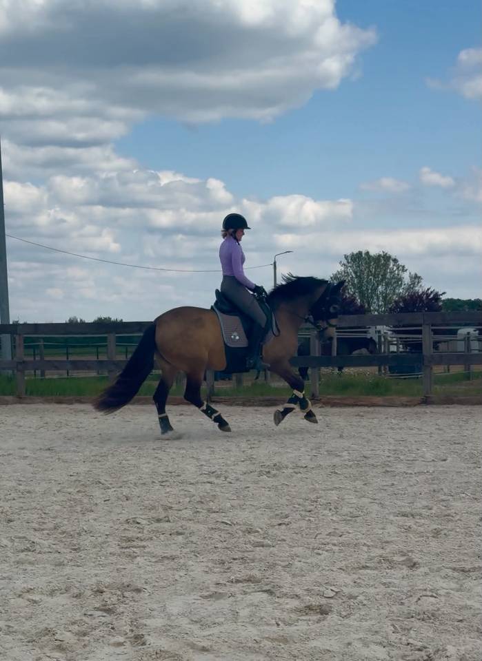 PRE licensed mare (Paco Mart&iacute;/Yeguada Militar lines)