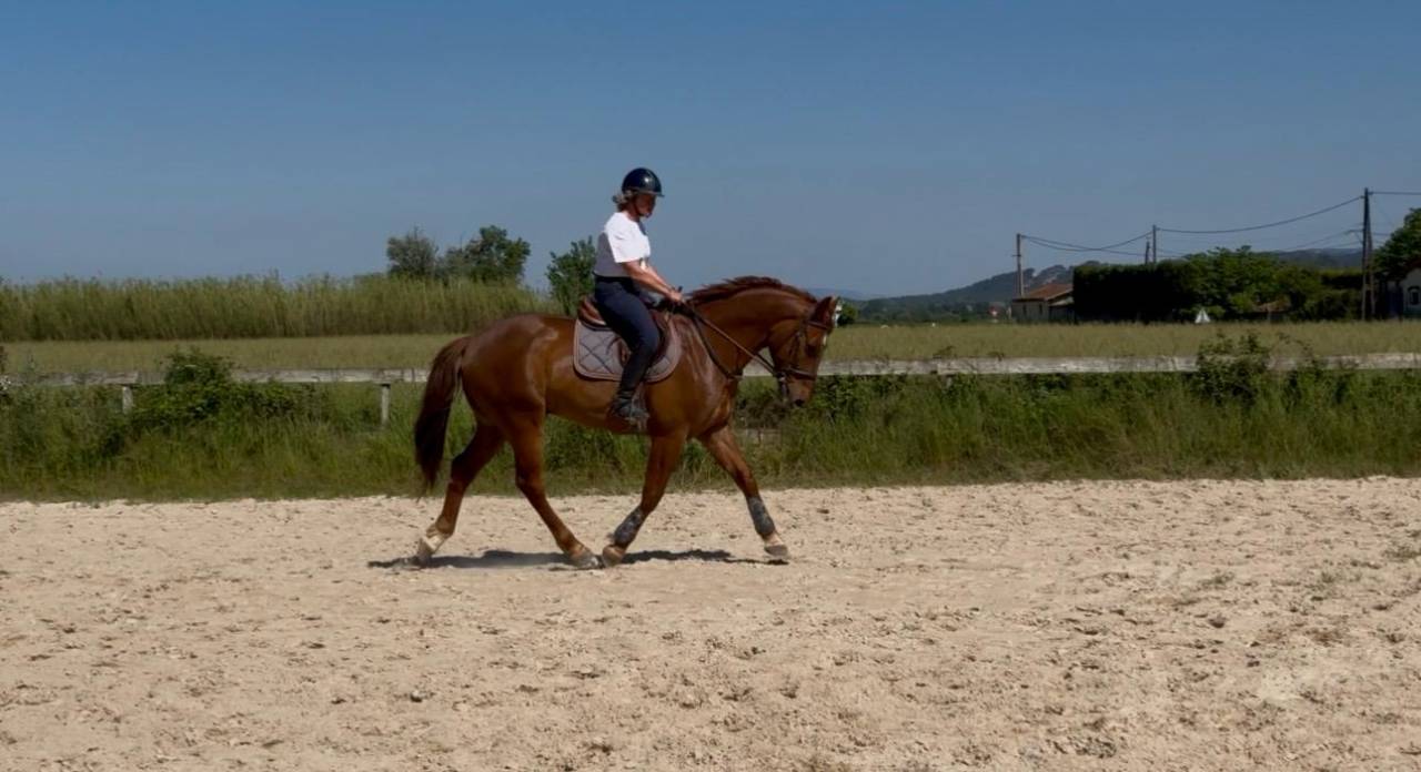 King Blue d'Azur