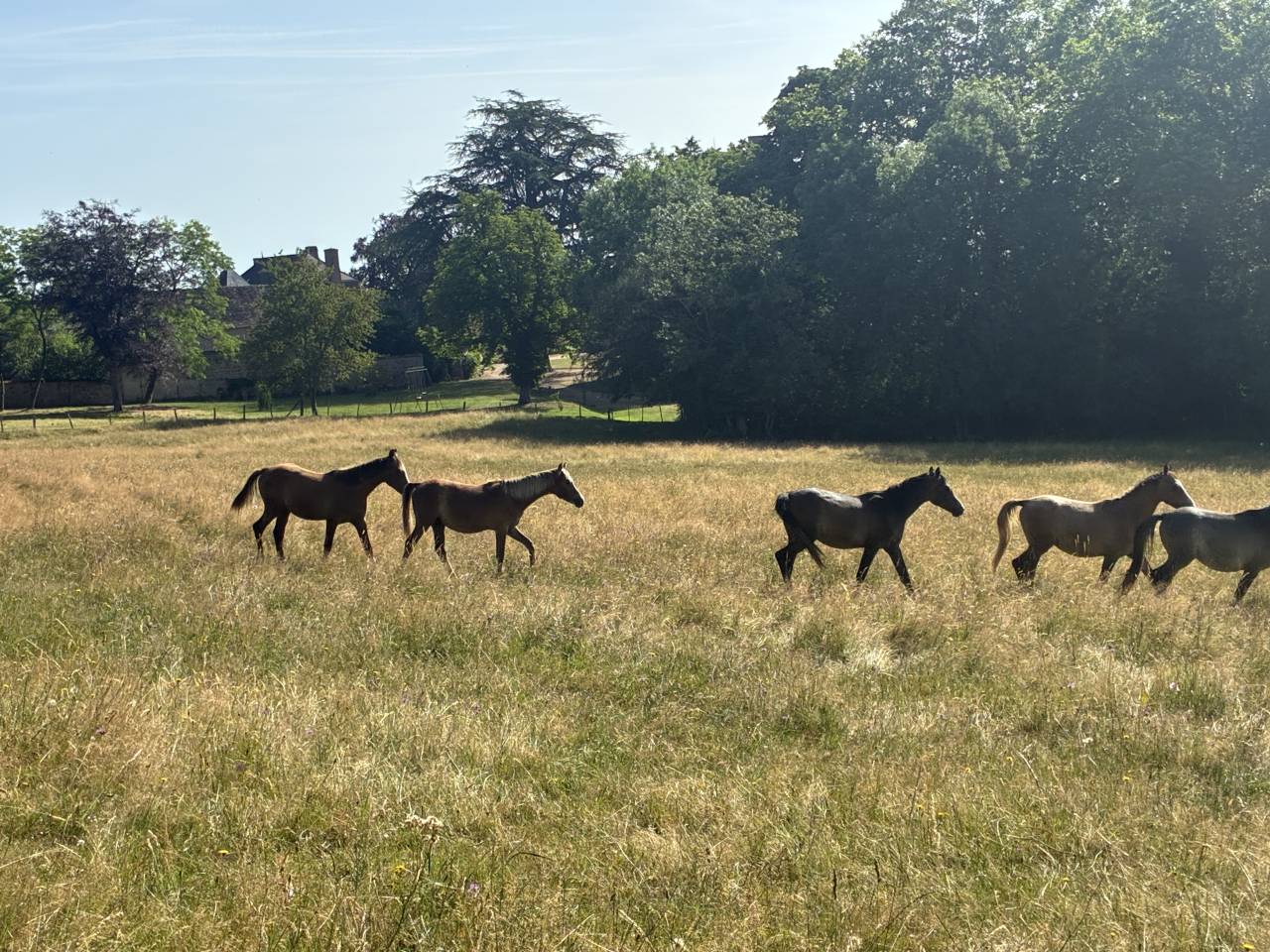 Chevaux pur sang arabe ONC 