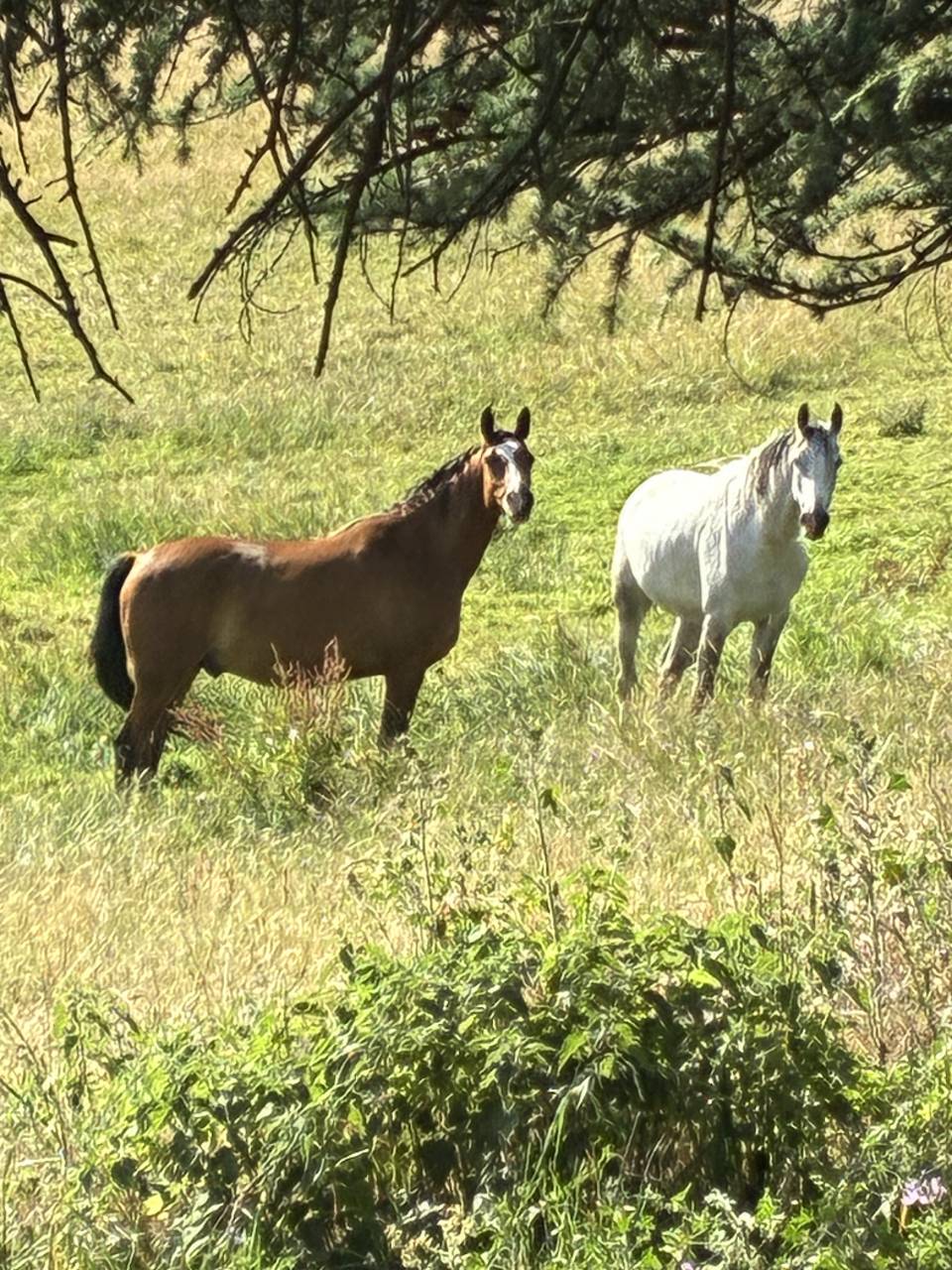 Chevaux pur sang arabe ONC 
