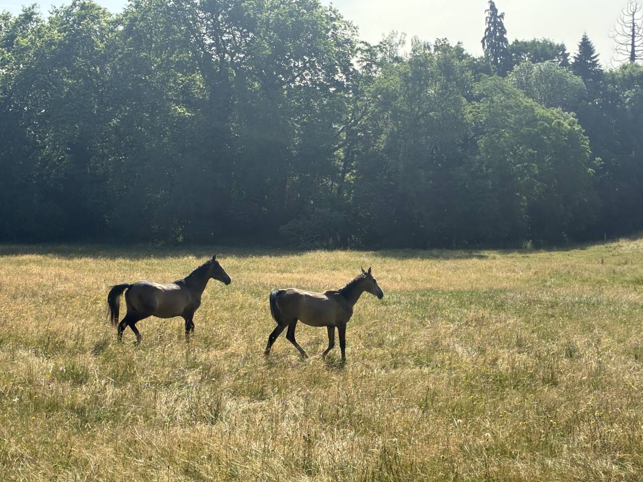 Chevaux pur sang arabe ONC 
